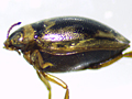 Hygrotus inaequalis